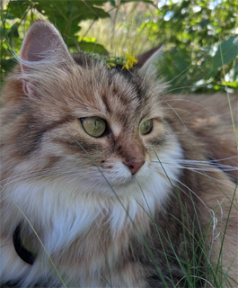Sibirisk katt Fujita